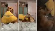 Perrito cae estrepitosamente al jugar y usuarios reaccionan: “Así fue como caí en tus mentiras”