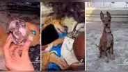 Perrito callejero es rescatado y ahora tiene una mejor vida: “Ellos no merecen sufrir”