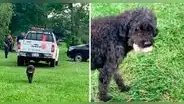 Perrito roba pan en pleno allanamiento de la Policía: “Eso sí es aprovechar las oportunidades”