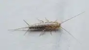 Pececillos de plata: por qué debes preocuparte si ves este insecto en casa