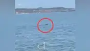 Pescadores captan a cocodrilo en mar de Tumbes