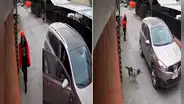 Momento en el que un perro frustra un asalto para defender a una niña que regresaba del colegio