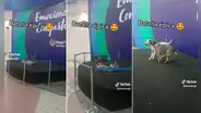 Al mismo estilo de la WWE: perritos protagonizan ‘tensa’ pelea en un estrado musical