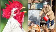 El trágico caso de una adulta mayor asesinada por su gallo: fue hallada desangrada