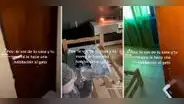 Joven se va de la casa y su madre convierte la habitación en el cuarto del gato: “Como debe ser”