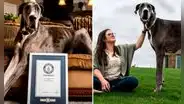 ¿Cuánto mide el perro más grande del mundo y en qué país se encuentra?