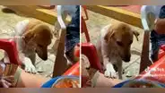 Perrito tiene peculiar forma de pedir comida y enternece en redes sociales: "Qué hermoso"