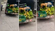 "¿Y para qué policía?": perrito guardián no permite que nadie se acerque a la mercadería de su dueño
