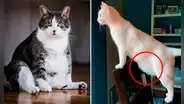 ¿Tu gato realmente está panzón?: ¿qué es la bolsa primordial y para qué sirve?