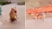 Perrito con discapacidad recibe su silla de ruedas y conmueve a usuarios: “Es muy feliz”