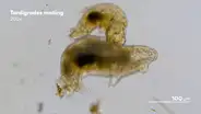 Cámara microscópica capta un insólito video de tardígrados teniendo sexo