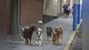 Arequipa: alcalde plantea erradicar a perros callejeros
