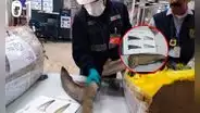 Sacrificó a 32 tiburones para exportar sus aletas y ahora irá 5 años a la cárcel
