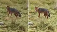 “Mira, el amigo de Run Run”: zorrito andino es captado por ciudadanos en Cajamarca