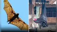 ¿Cuánto mide el zorro volador filipino, el murciélago más grande del mundo?