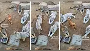 Perrita sorprende al vivir rodeada de gigantescos tigres: "Sin miedo al éxito"