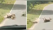 ¡Sorprendente! Persona salva a un ciervo de ser devorado por una serpiente y es viral en redes sociales