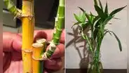 ¿Cómo limpiar el bambú de la suerte y dónde ponerlo en casa para atraer la buena fortuna?