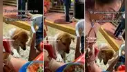 Perro callejero enternece por su singular forma de pedir comida: "Qué hermoso"
