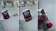 Perro choca con una mototaxi y conductor sale volando: “Firulais, ¿héroe o amenaza?”