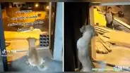 Perrito se emociona al ver llegar a su dueño y enternece a usuarios: “El amor verdadero sí existe”