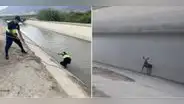 Serenos salvan de morir a perrito que cayó en canal de agua en Áncash: "¡Qué buena acción!"