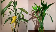 Bambú de la suerte: ¿qué hacer cuando se pone amarillo y dónde ubicarlo en casa para atraer la buena fortuna?