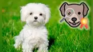 ¿Cómo identificar la raza de un perro con tu teléfono? Así podrás saberlo en segundos