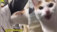 Minino huele las axilas de su dueña y su reacción se vuelve viral: “Gato fetiche”