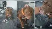 Perrito destroza un peluche y la manera de pedir perdón se hace viral: “Tan tierno”