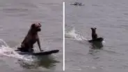 Perrito sorprende con su curiosa habilidad para surfear: “Qué porte y equilibrio”