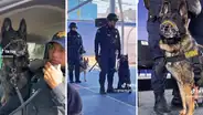 Perrito policía se jubila y recibe tierno homenaje: "Gracias por la entrega con la que nos apoyaste"