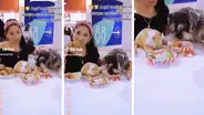 Joven lleva a su perro y su cuy a comer a KFC, y se hace viral en TikTok: "Siempre con las bendiciones"