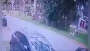 San Borja: una pareja y su mascota se salvaron de la muerte tras caída de un árbol de 10 metros