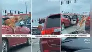Perro se arroja por la ventana de su auto y busca 'mecha' a otro can: "La pelea del siglo"