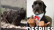 Joven cambió look de perrito callejero en Arequipa y resultado impresionó a usuarios