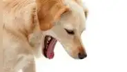 ¿Por qué los perros comen su propio vómito? Esta es la verdadera razón