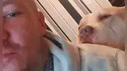 Perro muere dando la vida por su dueño tras alertar a tiempo de la explosión del scooter