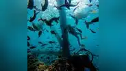 Retiro de arrecife artificial podría originar desaparición de 70 especies marinas en Piura