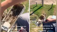 Travieso pájaro aprovechó casco de cámara de seguridad para armar su nido y criar a sus polluelos