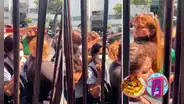 “De Harry Styles a Norky’s: captan a mujer que vendía colas en concierto haciendo lo mismo en pollería