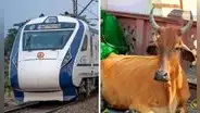 Tren choca contra vaca y esta termina matando a un hombre que se encontraba orinando