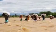 Agricultores arriesgan sus vidas en Tumbes al cruzar caudalosas aguas con sus productos