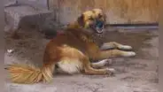 El chiribaya: el perro pastor del antiguo Perú