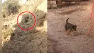 Perrito a punto de caer por un barranco es rescatado por sereno en Arequipa