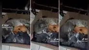 Gata adopta a un perrito como uno más y enternece en redes: "El verdadero hijo de corazón"