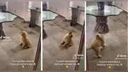 Increíble reacción de perrito que descubre la lluvia por primera vez: “¿Amigo o enemigo?"
