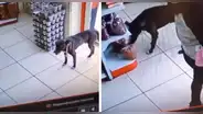 Perro roba bolsa de comida en una tienda y usuarios quedan sorprendidos: “Hurto impecable”
