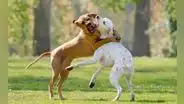 ¿Los perros se guardan rencor luego de pelearse? Esto dice un estudio