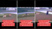 Perro defiende a niño de otros canes y usuarios se emocionan : “Amor incondicional”